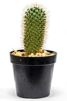 Cactus in flowerpot isolated on white background