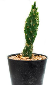 Cactus in flowerpot isolated on white background