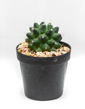 Cactus in flowerpot isolated on white background