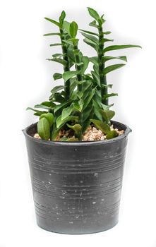 Cactus in flowerpot isolated on white background