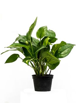 Flower pots on white background