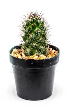 Cactus in flowerpot isolated on white background