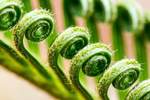 a tendril, macro of plant