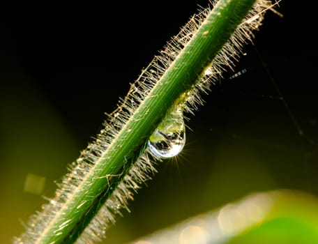 Dew drops on green grass, closeup