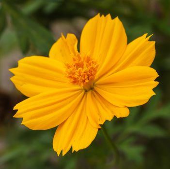 Yellow flowers, beautiful universe