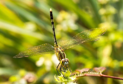 Dragonfly wings spread naturally.