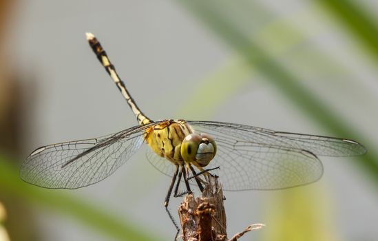 Dragonfly in the outdoors by natural