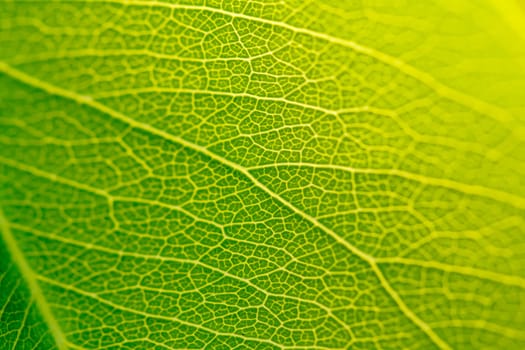 green leaf close up nature background