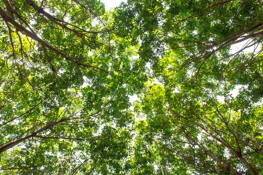 The shade of green vintage forest background