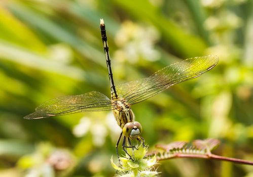 Dragonfly in the outdoors by natural