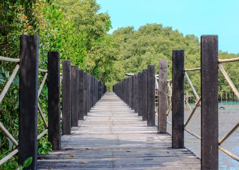 Wooden bridge leading to tropical mangrove forest.