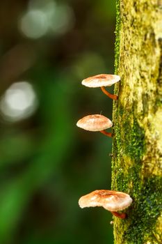 Mushrooms on the tree in nature.