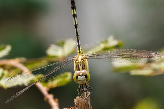 Dragonfly in the outdoors by natural