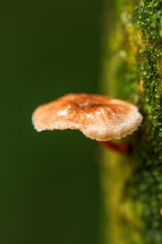 Mushrooms on the tree in nature.