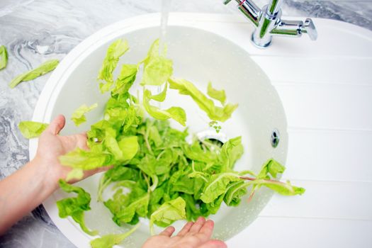 The process of washing green salad in the home kitchen in the sink. Summer vitamins, dietary and vegetarian food
