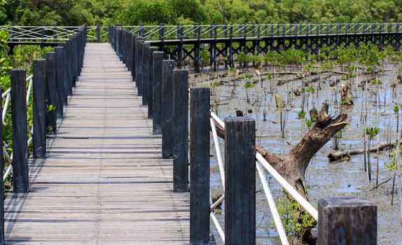 Wooden bridge leading to mangrove forest outdoor.