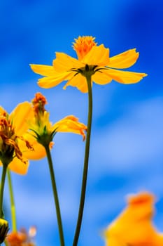 Yellow Cosmos flower Very beautiful