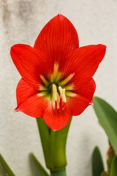 Gaysorn flowers Hippeastrum beautiful red.