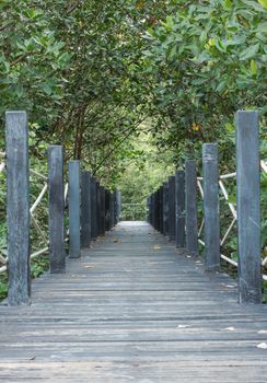 Wooden bridge in nature close to mangrove forest