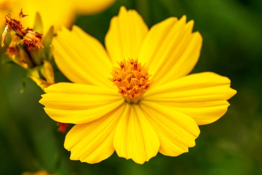 Yellow Cosmos flower Very beautiful