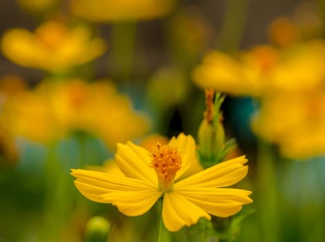 Yellow Cosmos flower Very beautiful