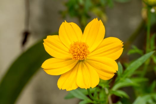 Yellow Cosmos flower Very beautiful