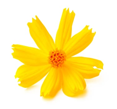 Yellow Cosmos flower on white background