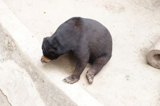Honey bear (Helarctos malayanus) belongs to the family Ursidae. Sun bear fur tends to be short, shiny and generally black, eyes are brown or blue, besides that the nose is relatively wide