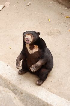 Honey bear (Helarctos malayanus) belongs to the family Ursidae. Sun bear fur tends to be short, shiny and generally black, eyes are brown or blue, besides that the nose is relatively wide