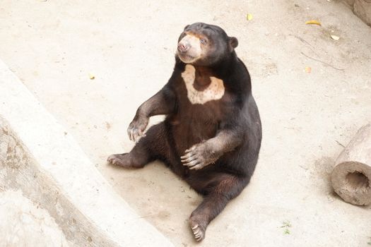 Honey bear (Helarctos malayanus) belongs to the family Ursidae. Sun bear fur tends to be short, shiny and generally black, eyes are brown or blue, besides that the nose is relatively wide