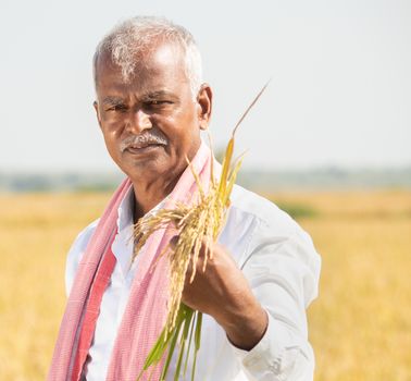 smiling Indian farmer in hot sunny day holding paddy in agriculture field - Concept of bumper crop during monsoon season.