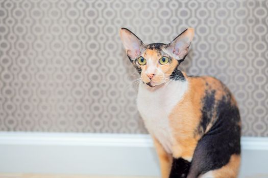 Tricolor Don Sphynx cat with wool. Brashevy mestizo sphinx with large ears and wrinkles