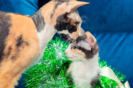 Sphynx tricolor cat licks its kitten carefully. The kitten climbed into the Christmas wreath.