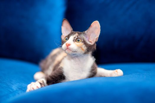 Sphynx mestizo kitten sits on the couch. Tricolor kitten with big ears, brush sphinx. Sphinx with wool