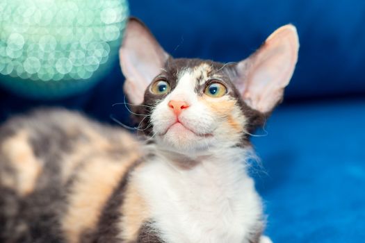 Tricolor Sphynx kitten sits on the couch and plays with a Christmas ball. New year is approaching