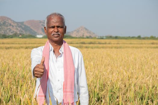 Indian Farmer with Thumps up gesture standing in middle of harvested Crops - concpet of good or bumper crop yields showing with copy space on agriculture farm land