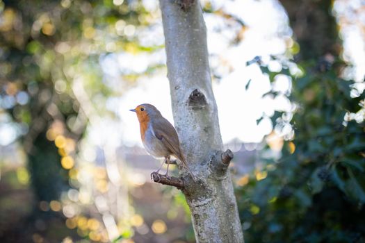 Majestic European robin standing on small tree branch with plants as background. Pretty small bird resting on tree. Birds in nature
