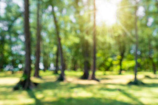 Blur nature bokeh green park by beach and tropical coconut trees in sunset time.