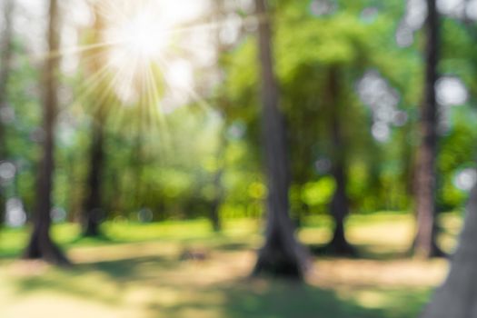 Blur nature bokeh green park by beach and tropical coconut trees in sunset time.