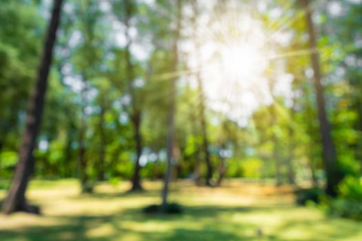 Blur nature bokeh green park by beach and tropical coconut trees in sunset time.