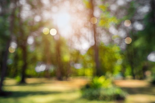 Blur nature bokeh green park by beach and tropical coconut trees in sunset time.