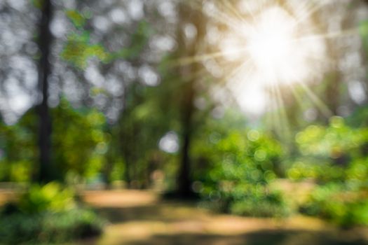 Blur nature bokeh green park by beach and tropical coconut trees in sunset time.