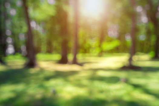 Blur nature bokeh green park by beach and tropical coconut trees in sunset time.