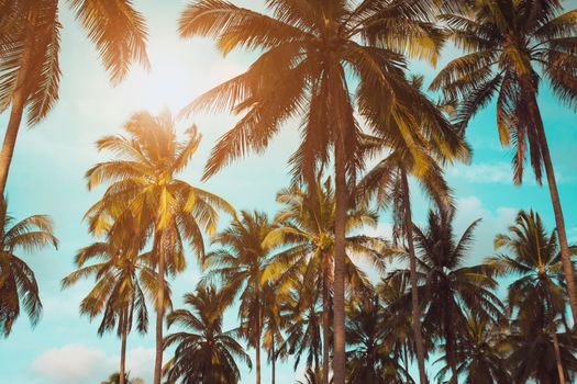 Tropical palm coconut trees on sunset sky flare and bokeh nature background.