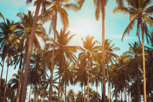 Tropical palm coconut trees on sunset sky flare and bokeh nature background.