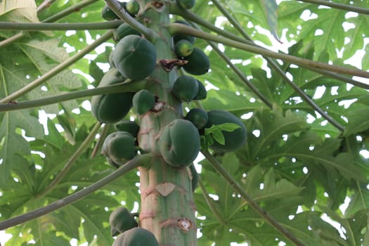 healthy green papaya on tree in garden