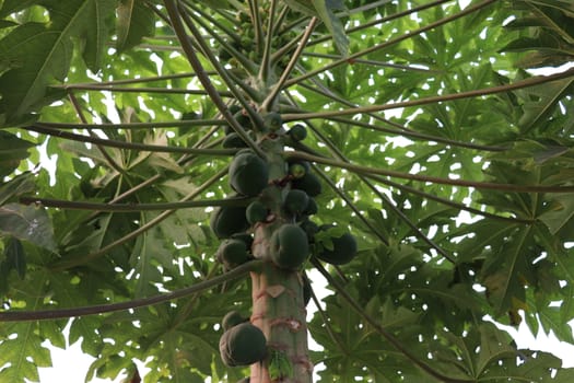 healthy green papaya on tree in garden