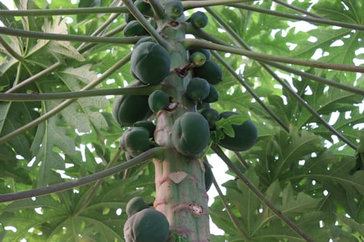 healthy green papaya on tree in garden