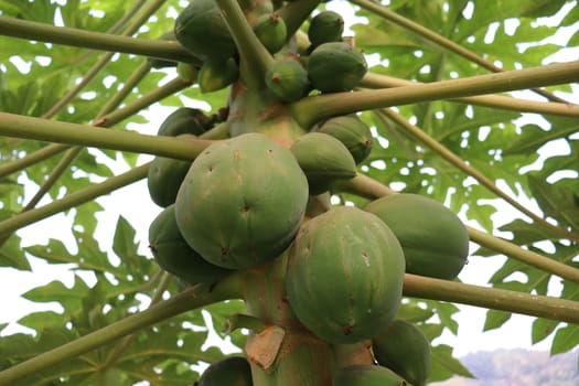 healthy green papaya on tree in garden