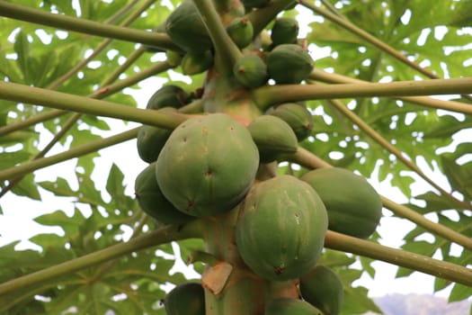 healthy green papaya on tree in garden